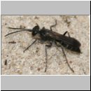 Pompilus cinereus - Wegwespe w31 10mm beim Spinnendiebstahl.jpg